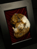 Mummified Teddy Bear Hamster Display