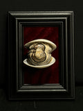 Mummified All Seeing Clam Display