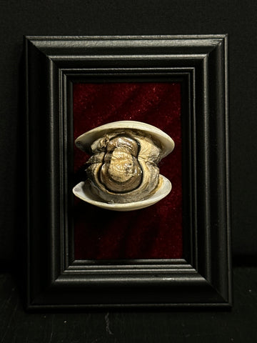 Mummified All Seeing Clam Display