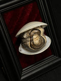 Mummified All Seeing Clam Display