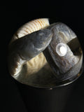 Dragon Goby Clam Jam Wet Specimen with Antique Base