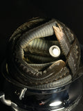 Garter Snakes Wet Specimen with Vintage Base