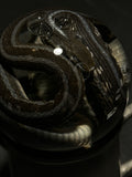 Garter Snake Wet Specimen with Antique Base