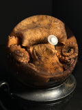 Octopus Wet Specimen with Antique Base