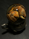 Swimming Crab Wet Specimen with Antique Base