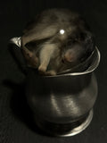 Chinchilla Pup Wet Specimen Globe with Vintage Base