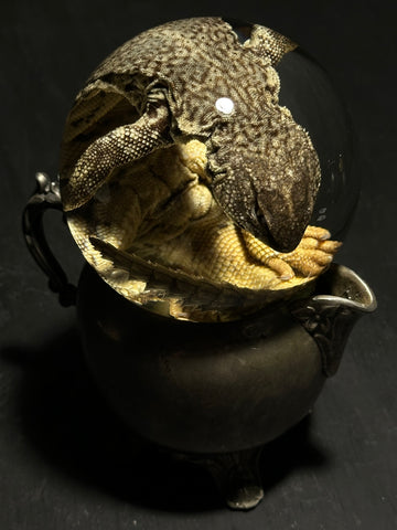 Uromastyx Wet Specimen Globe with Antique Base