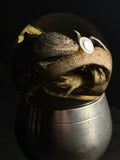 Iguana Wet Specimen with Vintage Base