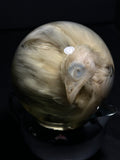 Chicken Wet Specimen with Vintage Base