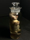 Diprosopus "Janus Cat" Kitten Wet Specimen in Apothecary Bottle