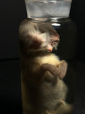 Diprosopus "Janus Cat" Kitten Wet Specimen in Apothecary Bottle
