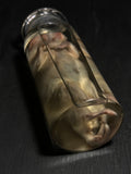 Diprosopus "Janus Cat" Kitten Wet Specimen in Apothecary Bottle