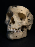 Vintage Kilgore International Human Skull