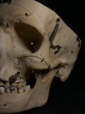 Vintage Kilgore International Human Skull