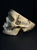 Vintage Kilgore International Human Skull