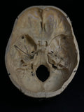 Vintage Kilgore International Human Skull