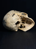 Vintage Kilgore International Human Skull