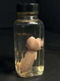 Dicelphalous Fetal Kitten Wet Specimen