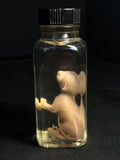 Dicelphalous Fetal Kitten Wet Specimen
