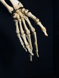 Articulated Human Arm Bones