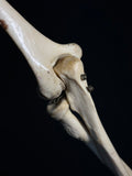 Articulated Human Arm Bones