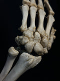 Articulated Human Arm Bones