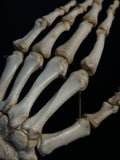 Articulated Human Arm Bones