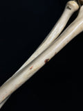 Articulated Human Arm Bones