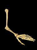 Articulated Human Arm Bones