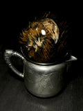 Coturnix Quail Wet Specimen on Vintage Base