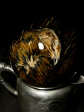Coturnix Quail Wet Specimen on Vintage Base