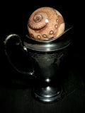 Tentacle Wet Specimen on Antique Base