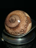 Tentacle Wet Specimen on Antique Base