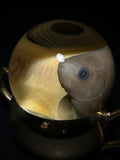 Goldfish Wet Specimen on Vintage Base