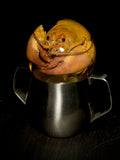 Crayfish Wet Specimen on Vintage Base