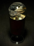 Jackson's Chameleon Wet Specimen on Vintage Base