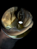 Dogfish Shark Fetus Wet Specimen on Vintage Base