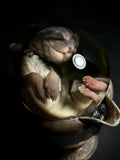 Stillborn Kitten Wet Specimen on Antique Base