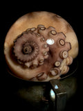 Tentacle Wet Specimen on Vintage Base