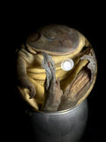 American Bullfrog Wet Specimen on Vintage Base