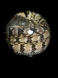 Diamondback Watersnake Wet Specimen on Vintage Base
