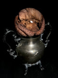 Octopus Wet Specimen on Antique Base