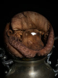Octopus Wet Specimen on Antique Base