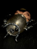 Octopus Wet Specimen on Antique Base