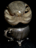 Octopus Wet Specimen on Antique Base