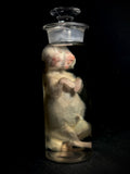 Diprosopus "Janus Cat" Kitten Wet Specimen in Apothecary Bottle