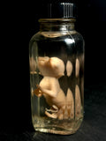 Dicelphalous Fetal Kitten Wet Specimen
