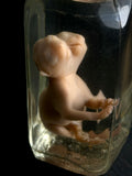 Dicelphalous Fetal Kitten Wet Specimen