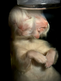 Diprosopus "Janus Cat" Kitten Wet Specimen in Apothecary Bottle