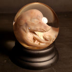 Fetal Pig Wet Specimen Globe